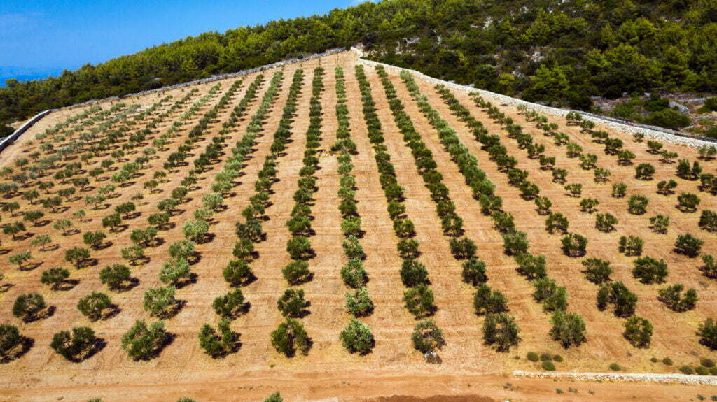 island-hvar-lavander-fields